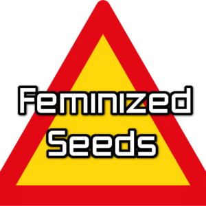 2. Feminized Seeds