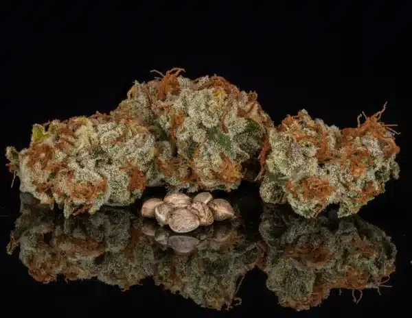 a group of marijuana buds and some seeds
